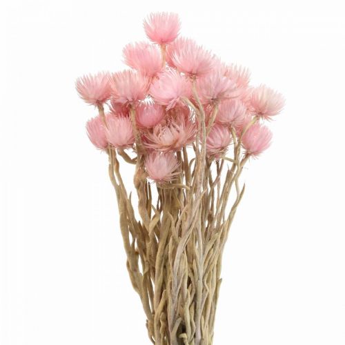 Floristik24 Džiovintos gėlės kepurėlės žiedai rožinės šiaudinės gėlės H42cm