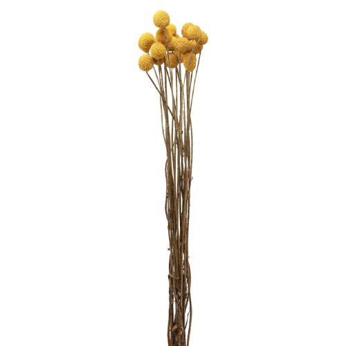 Floristik24 Džiovinti žiedai Craspedia džiovinti, blauzdelės geltonos 50cm 20 vnt