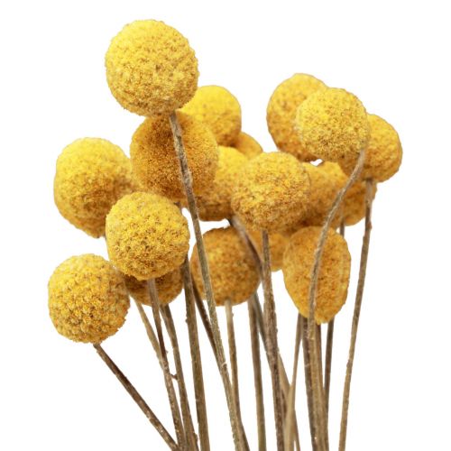 Floristik24 Džiovinti žiedai Craspedia džiovinti, blauzdelės geltonos 50cm 20 vnt