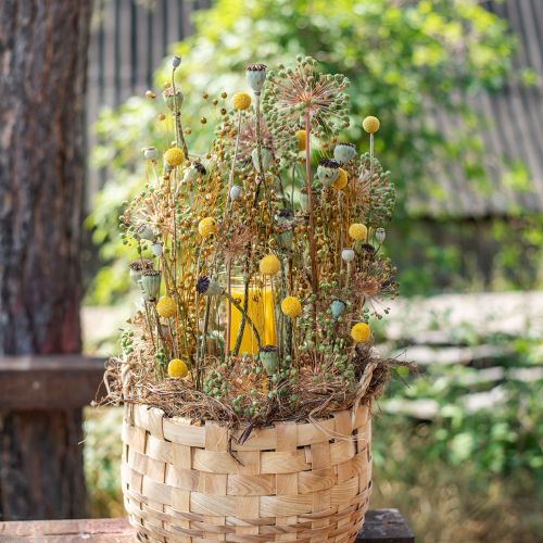 Floristik24 Džiovinti žiedai Craspedia džiovinti, blauzdelės geltonos 50cm 20 vnt