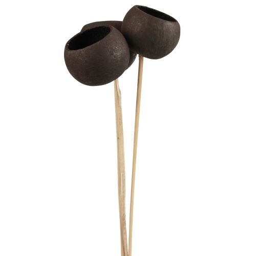 Floristik24 Džiovintų gėlių dekoratyvinės varpelio taurės ant kotelio juodos 44cm 3 vnt