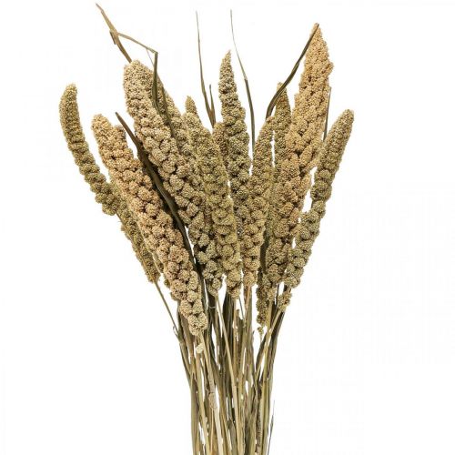Džiovintos gėlės soros grūdų deko sausa floristika 65cm 100g