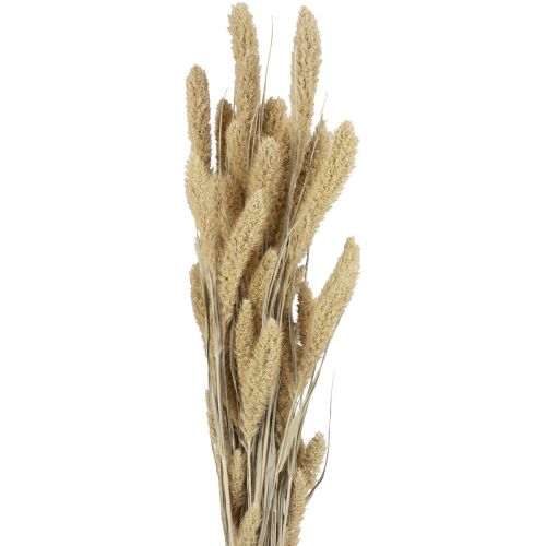 Floristik24 Džiovintos gėlės soros natural Setaria šerių soros H40-60cm 60g