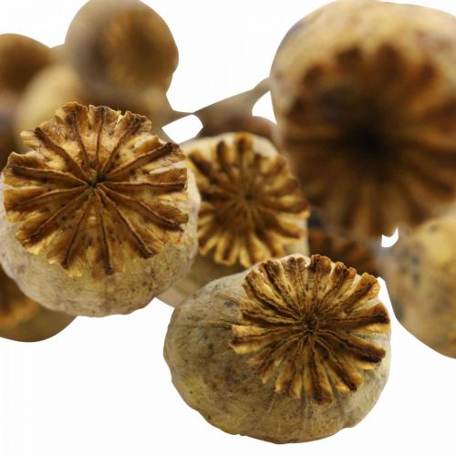 Floristik24 Džiovintų gėlių aguonų kapsulė geltona papaver deco aguona 75g