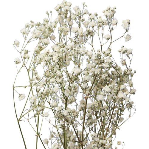 Floristik24 Džiovintos gėlės Gypsophila Gypsophila White 58cm 7g