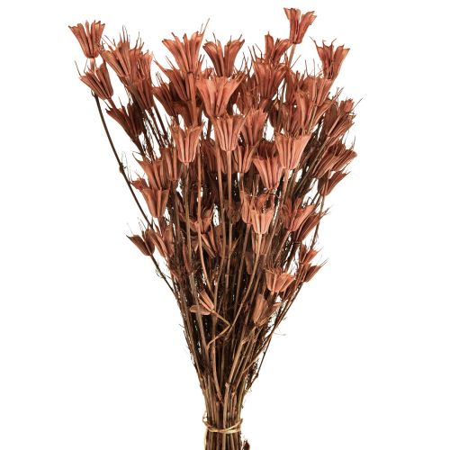 Džiovintos gėlės juodųjų kmynų puošmena raudona ruda Nigella 40cm 100g
