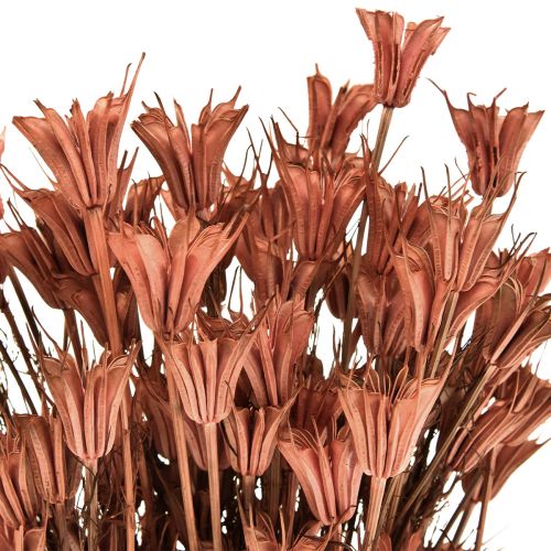daiktų Džiovintos gėlės juodųjų kmynų puošmena raudona ruda Nigella 40cm 100g