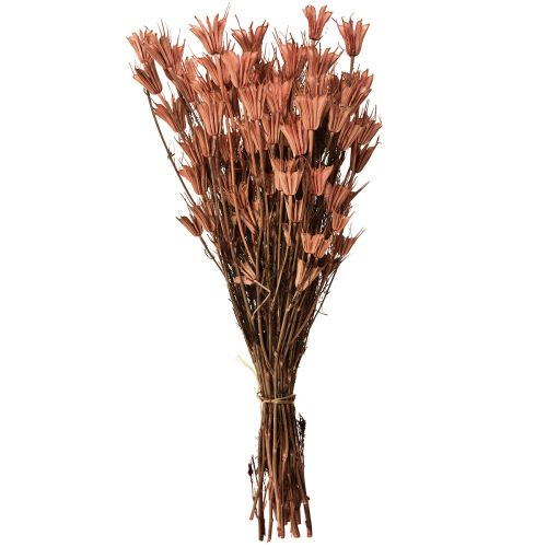 Floristik24 Džiovintos gėlės juodųjų kmynų puošmena raudona ruda Nigella 40cm 100g