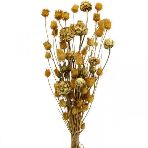 Džiovintų gėlių puokštė artišokas braškinis erškėtis natūralus 40-55cm 100g