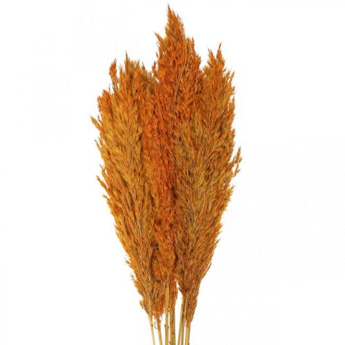 Floristik24 Džiovinta žolė, viksas, džiovinta, deko žolė, oranžinė, 70 cm, 10 vnt.