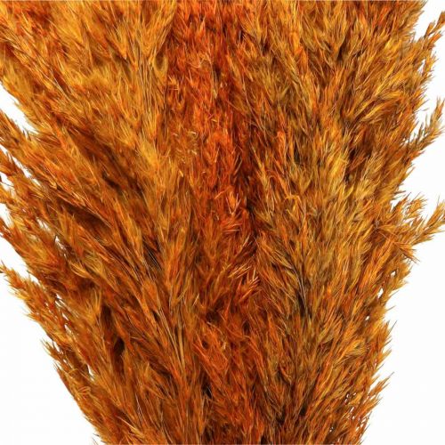daiktų Sausos žolės viksvos džiovintos dekoratyvinės žolės oranžinės 70cm 10 vnt