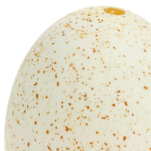 daiktų Kalakutienos kiaušiniai Natūralūs 6,5cm 10 vnt
