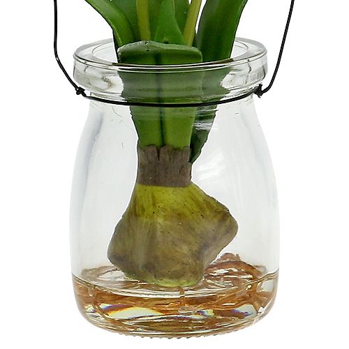 Floristik24 Tulpė balta stiklinėje H21cm 1vnt