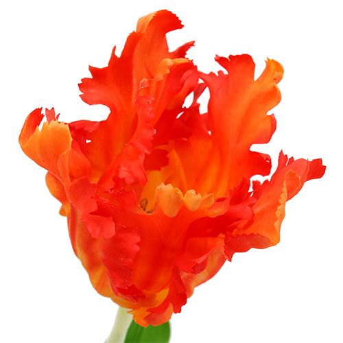 Floristik24 Oranžinė tulpė 70cm