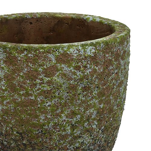 Floristik24 Sėjamoji samanota pilka, žalia Ø14cm H14cm 2vnt