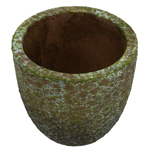 Floristik24 Sėjamoji samanota pilka, žalia Ø14cm H14cm 2vnt