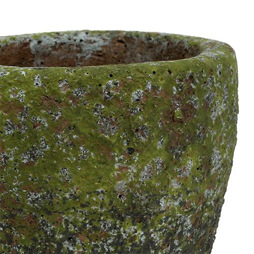 Floristik24 Sėjamoji su samanomis Ø10cm H10,5cm 4vnt