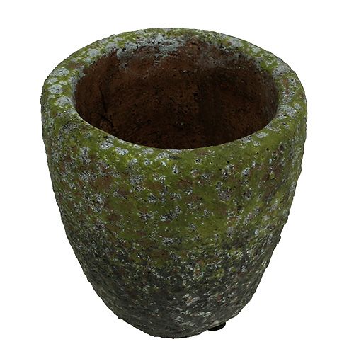 Floristik24 Sėjamoji su samanomis Ø10cm H10,5cm 4vnt
