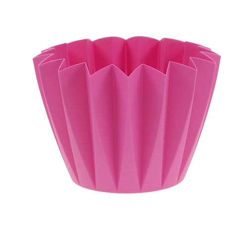 Floristik24 Repot Adonis Azalea 14cm 20 vnt