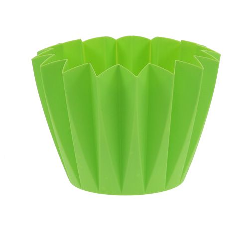 Floristik24 Vazonas Adonis Green 14cm 20 vnt