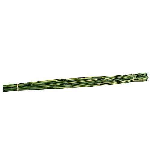 Floristik24 Vlei Reed 400g tamsiai žalia