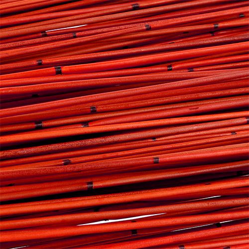 Floristik24 Vlei Reed 400g Raudona