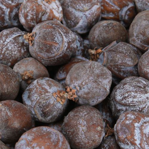 Floristik24 Kadagio kankorėžiai Sirijos kadagio natūralus Ø1,5–2,5cm 1kg