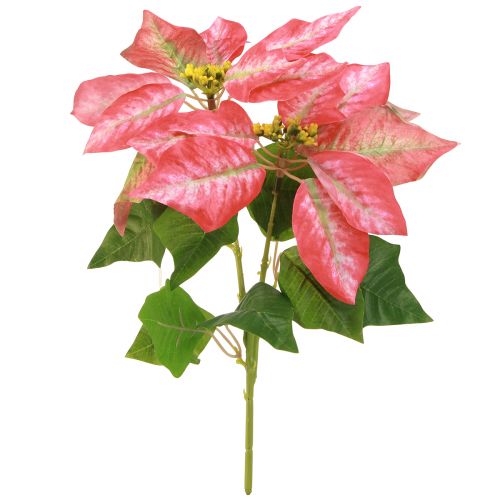 daiktų Dirbtinė Poinsettia Red Pink L35cm 6vnt 2 kek