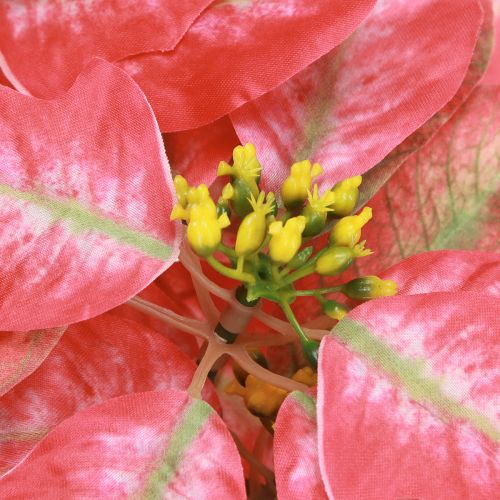 daiktų Dirbtinė Poinsettia Red Pink L35cm 6vnt 2 kek