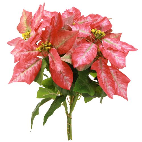 daiktų Dirbtinė Poinsettia Red Pink L35cm 6vnt 2 kek