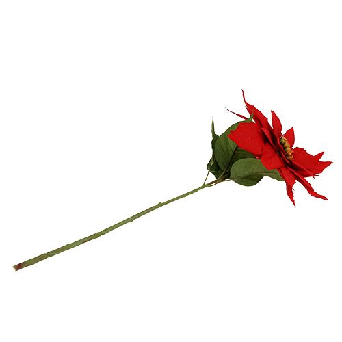 Floristik24 Puansetija raudona 57cm 1vnt