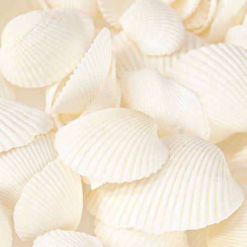 Floristik24 White Shells Dekoratyviniai širdžiai 2-3,5cm 300g × 2vnt