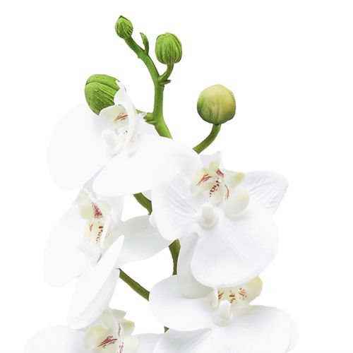 daiktų Balta dirbtinė orchidėja Phalaenopsis Real Touch 32cm