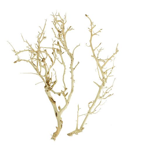 Floristik24 White Bush balintas 5 vnt
