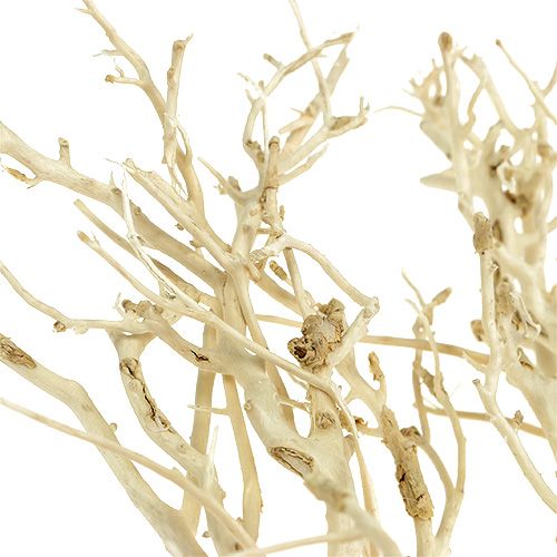 Floristik24 White Bush balintas 5 vnt