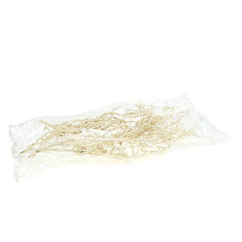 Floristik24 White Bush balintas 5 vnt