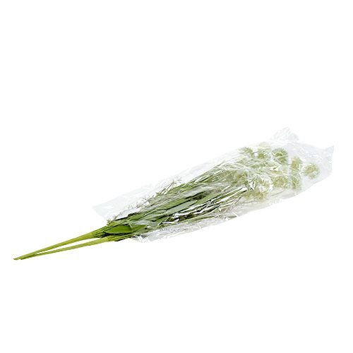 Floristik24 Pievų žiedai balti L60cm 3vnt