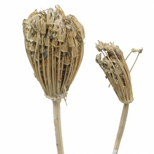 Floristik24 Laukinių gėlių kekė, natūrali kraujažolė, plauta balta 30-60cm 150g