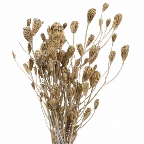 Floristik24 Laukinių gėlių kekė, natūrali kraujažolė, plauta balta 30-60cm 150g