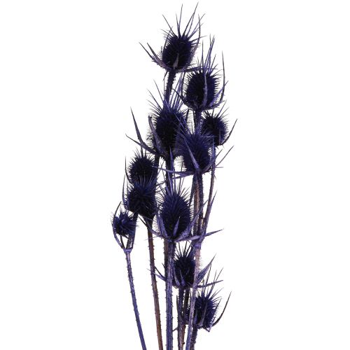 daiktų Wild Teasel Džiovintos Gėlės Teasel Thistles Purple 55cm 10 galvučių