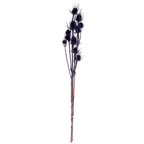 daiktų Wild Teasel Džiovintos Gėlės Teasel Thistles Purple 55cm 10 galvučių
