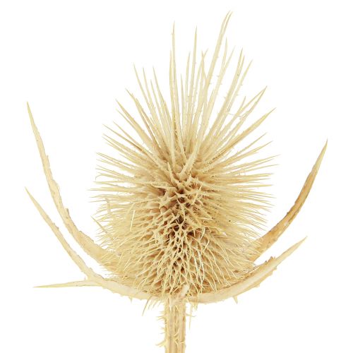 daiktų Wild cardoon balinta džiovinta natūrali dekoracija 3-6cm 1kg