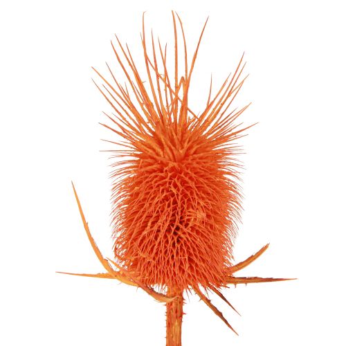daiktų Wild Cardoon Heads Dryed Dyed Dispacus 3-6cm 1kg