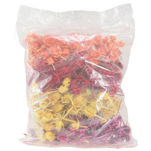 daiktų Wild Cardoon Heads Dryed Dyed Dispacus 3-6cm 1kg