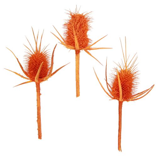 Floristik24 Wild Teasels Orange Teasel Thistle Džiovintas dekoras 1kg