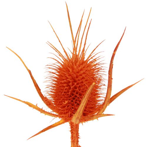 daiktų Wild Teasels Orange Teasel Thistle Džiovintas dekoras 1kg