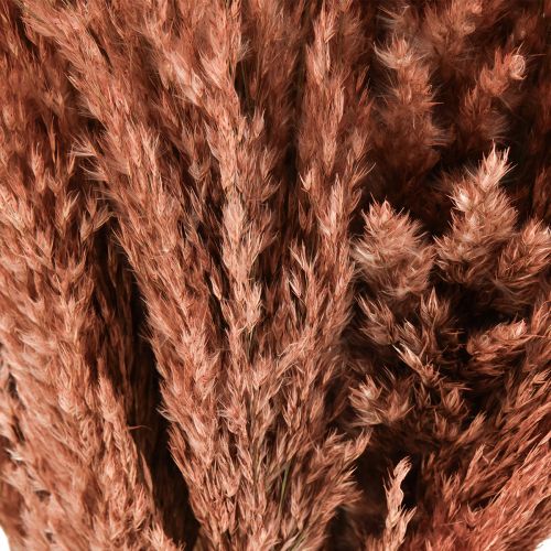 daiktų Wilde Reed Plume Reed Dry Decoration Abrikosas 75cm 10 vnt