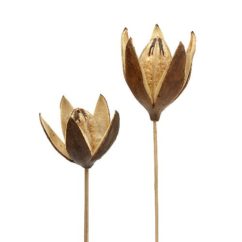 Laukinė lelija ant stiebo natūralios spalvos Ø6,5cm L55cm 45 vnt