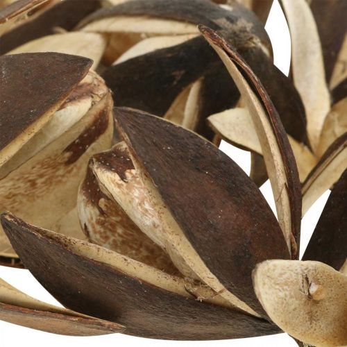 daiktų Laukinės lelijos natūralios dekoracijos egzotiškos džiovintos gėlės 6-8cm 50 vnt