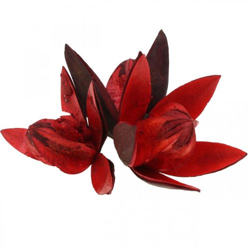 Laukinės lelijos raudonos natūralios deko džiovintos gėlės 6-8cm 50p